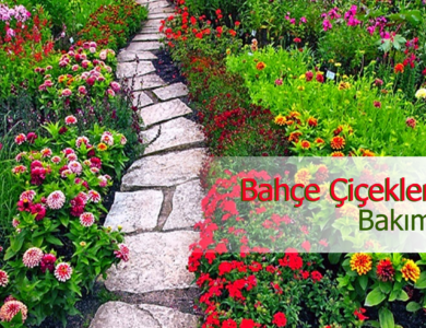 bahçe çiçekleri bakımı compress