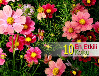 en etkili 10 koku compress