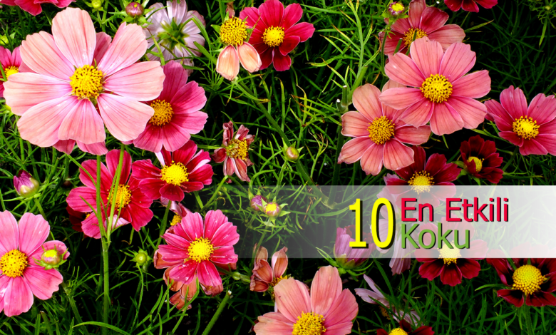 en etkili 10 koku compress