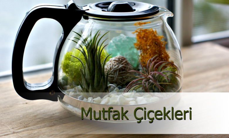 mutfak çiçekleri