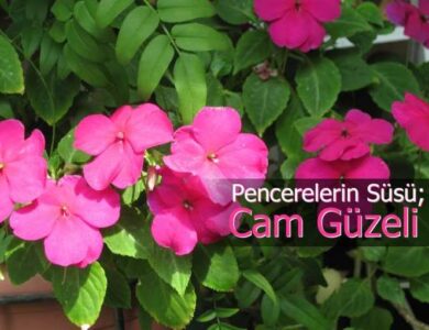cam guzeli bakimi cogaltilmasi ve ozellikleri