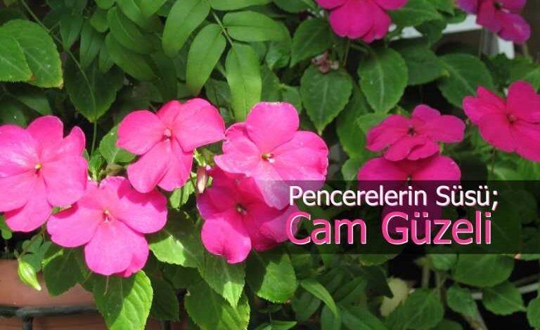 cam guzeli bakimi cogaltilmasi ve ozellikleri