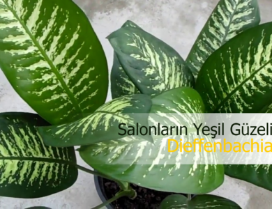 Dieffenbachia