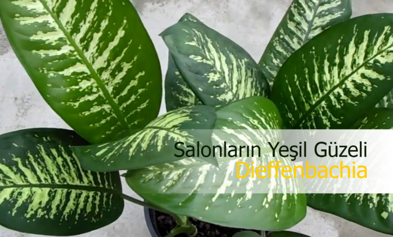 Dieffenbachia