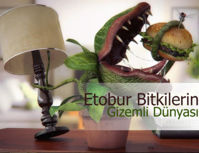 Etobur Bitkilerin Gizemli Dünyası