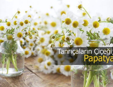 PAPATYA compress