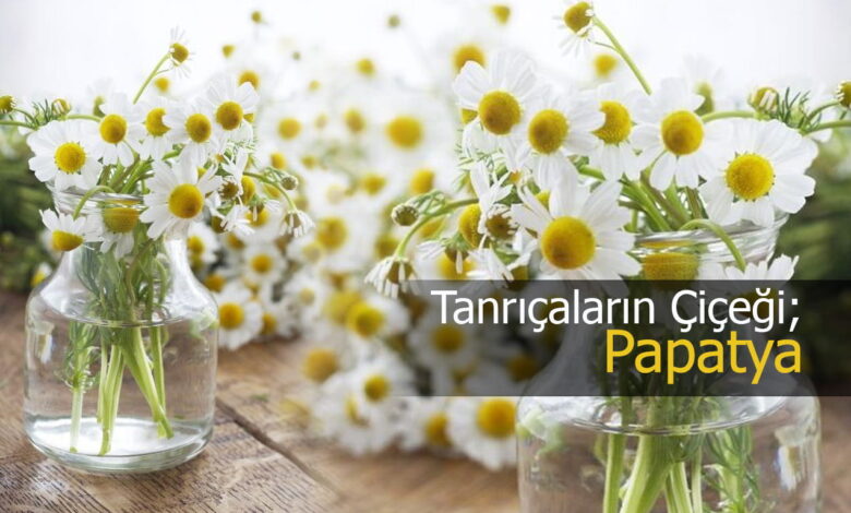 PAPATYA compress