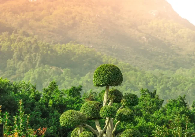 Yeni Başlayanlar İçin Topiary: Evde Kendi Yeşil Heykelinizi Nasıl Yaparsınız?