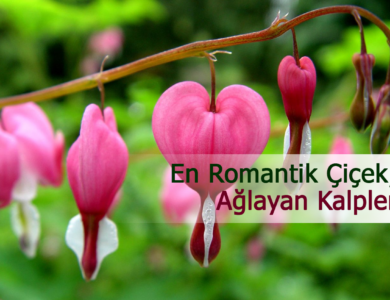 aglayan kalpler