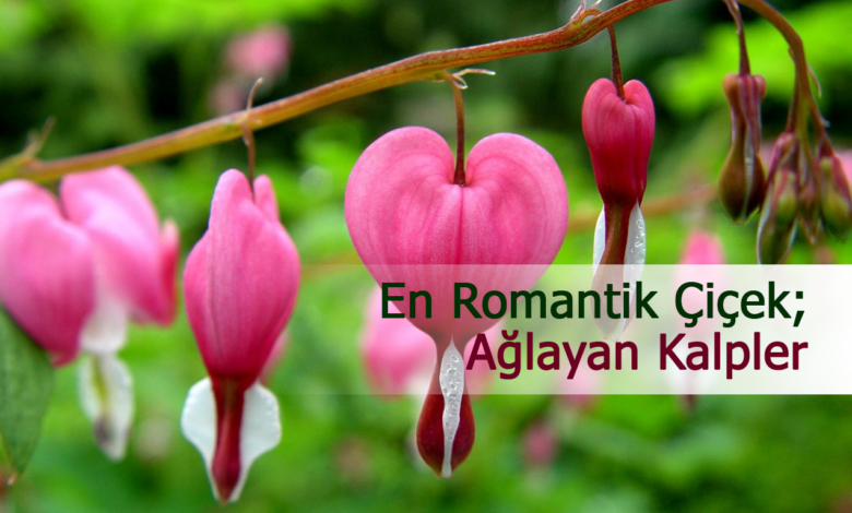 aglayan kalpler