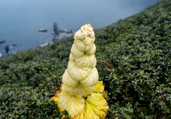 Dünyanın En Uzun Çiçek Yapısı: Titan Arum (Amorphophallus Titanum)