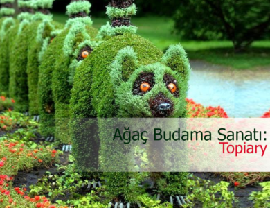 ağaç budama sanatı