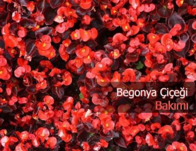 begonya cicegi bakimi ve cogaltilmasi