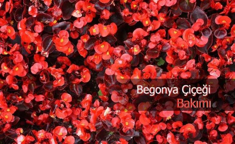 begonya cicegi bakimi ve cogaltilmasi
