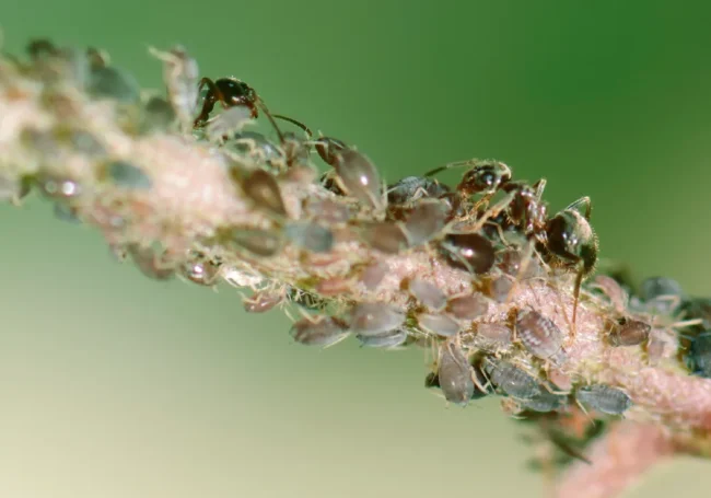 Kabuklu Bit (Scale Insects)