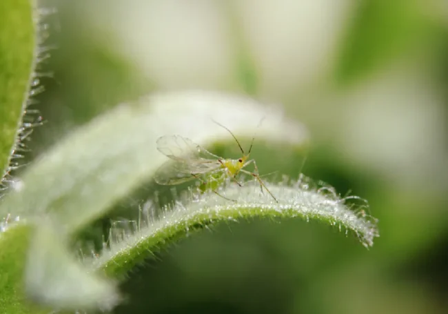 Trips (Thrips)