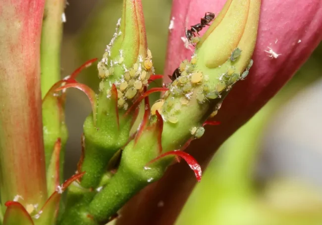 Yaprak Biti (Aphids)
