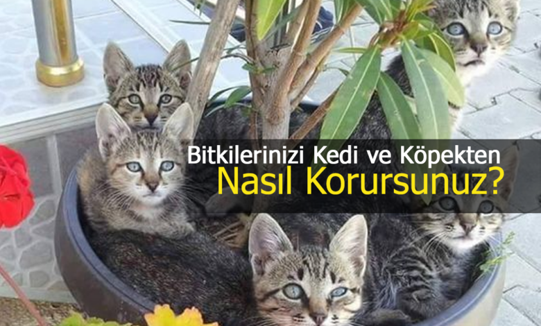 bitkilerinizi kedi ve köpeklerden korumak