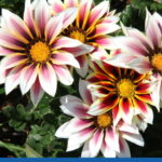 blog 4 compress