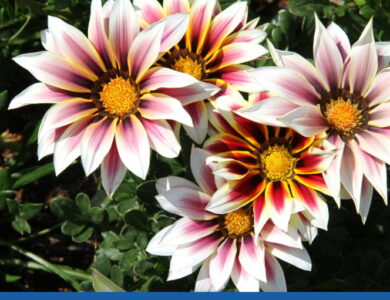 blog 4 compress