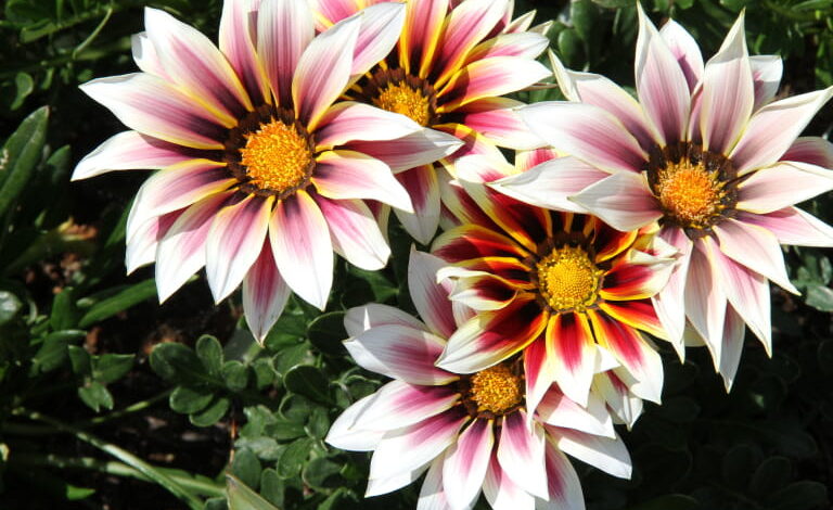 blog 4 compress