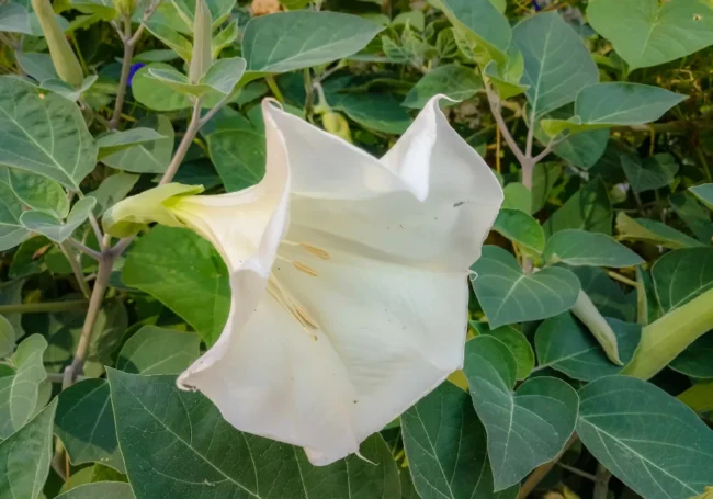 Boru Çiçeği (Datura / Brugmansia) Yetiştiriciliği ve Kapsamlı Bakım Rehberi