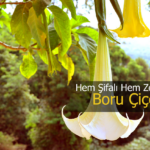 boru çiçeği