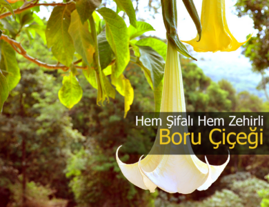 boru çiçeği