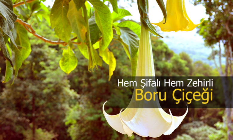 boru çiçeği