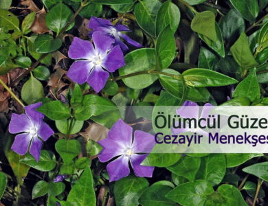 cezayir menekşesi 2 compress