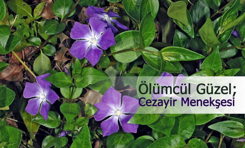 cezayir menekşesi 2 compress