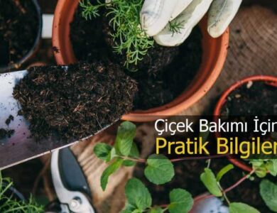 cicek bakimi icin pratik bilgiler