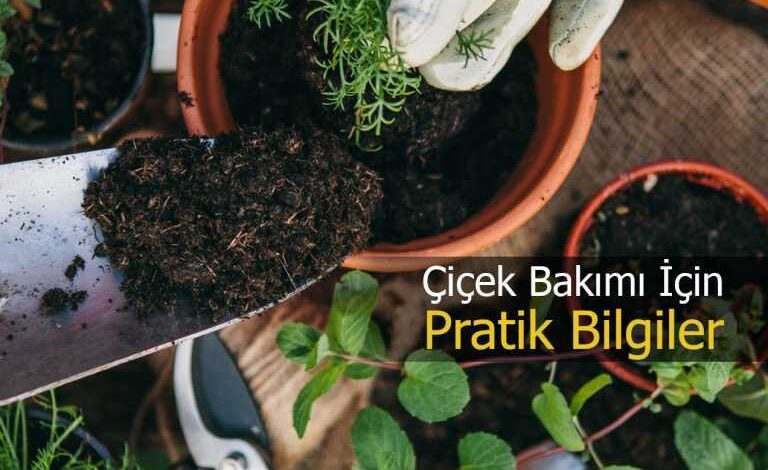 cicek bakimi icin pratik bilgiler