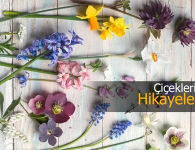 cicekler ve hikayeleri