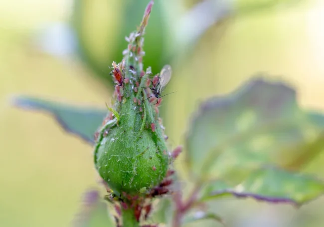 Kırmızı Örümcek (Spider Mites)