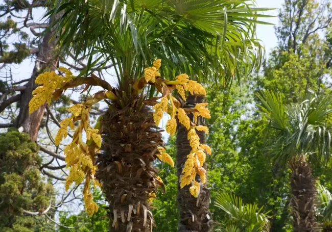 Dünyanın En Büyük Dallanmış Çiçeği: Talipot Palmiyesi (Corypha Umbraculifera)