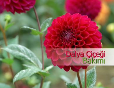 dalya