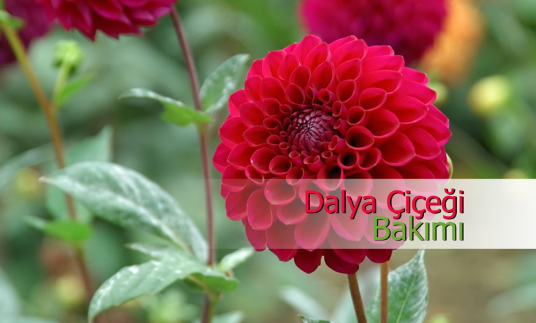 dalya