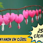 dunyanin en guzel ciceklerl compress
