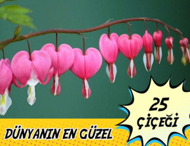 dunyanin en guzel ciceklerl compress