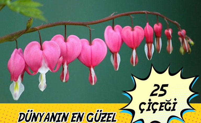 dunyanin en guzel ciceklerl compress