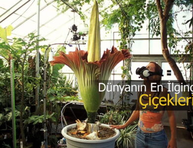 dünyanın en ilginç çiçekleri compress