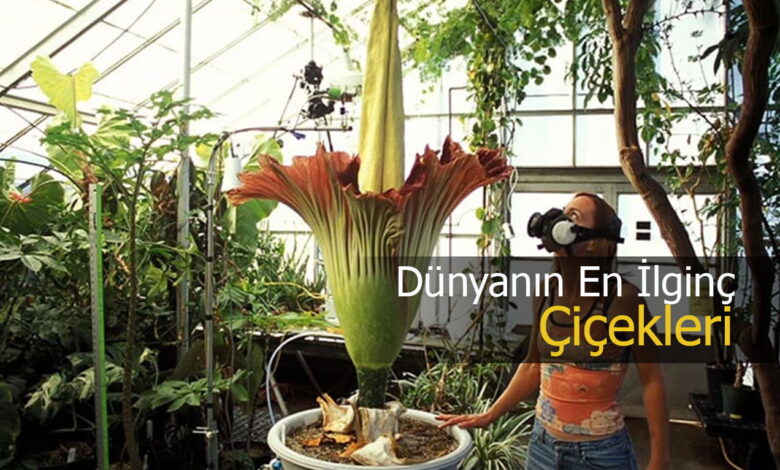 dünyanın en ilginç çiçekleri compress