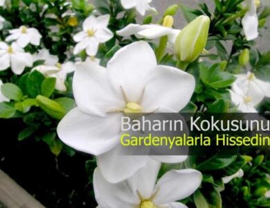 gardenya cicegi bakim tuyolari