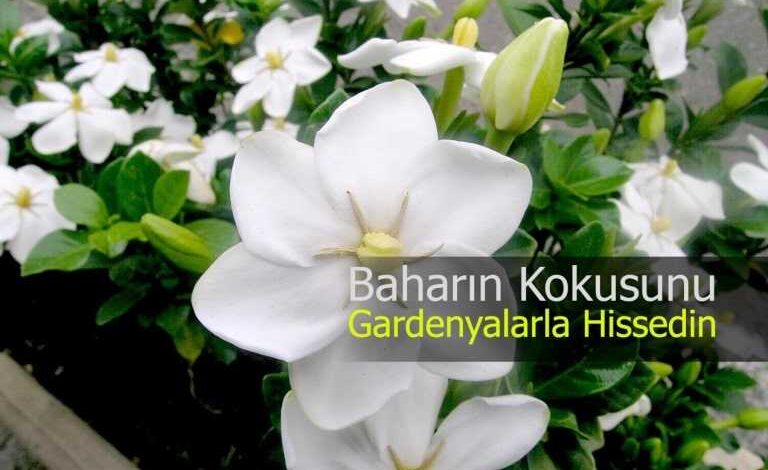gardenya cicegi bakim tuyolari