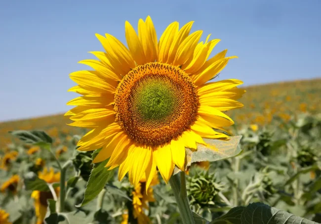 Dev Çiçek Tablası: Dev Ayçiçeği (Giant Mamooth Sunflower)