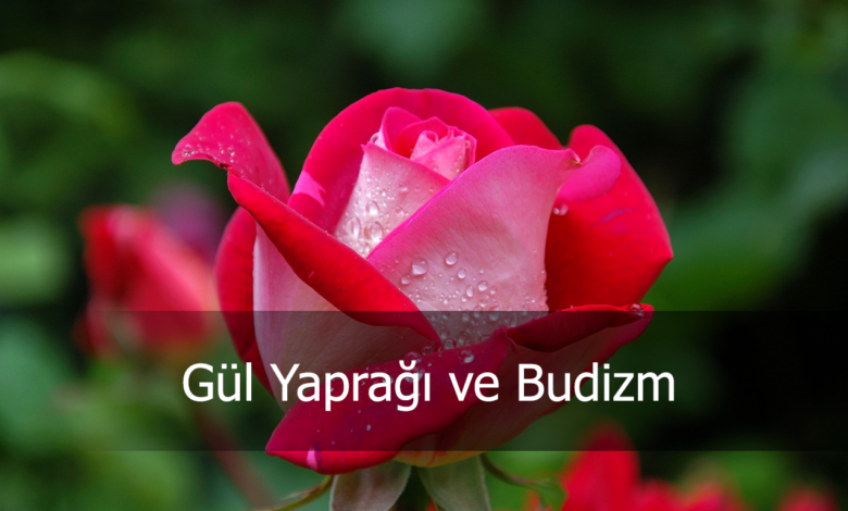 gül yaptağı ve budizm
