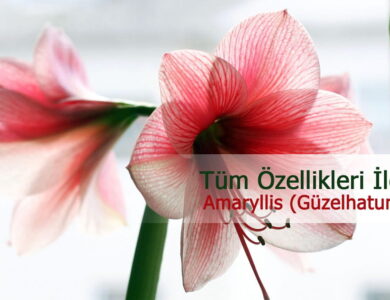 güzelhatun çiçeği 1 compress