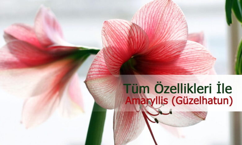güzelhatun çiçeği 1 compress