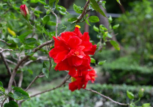 Japon Gülü (Hibiscus) Rehberi